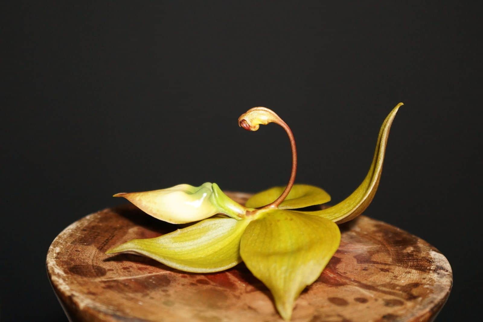 Swan Orchid on wooden table