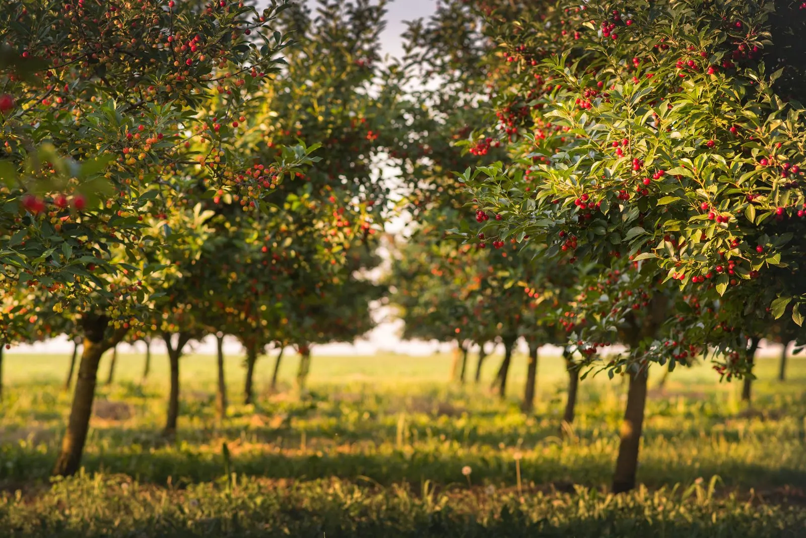 Sweet Cherry Tree