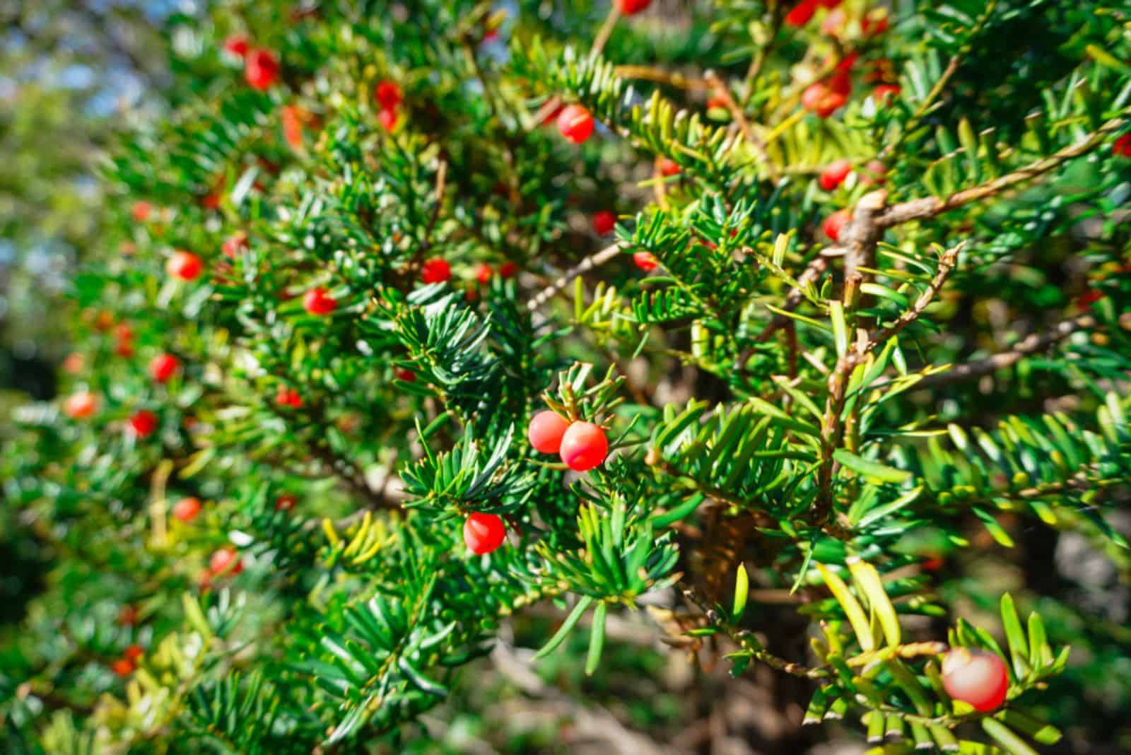Taxus cuspidata with red berries
