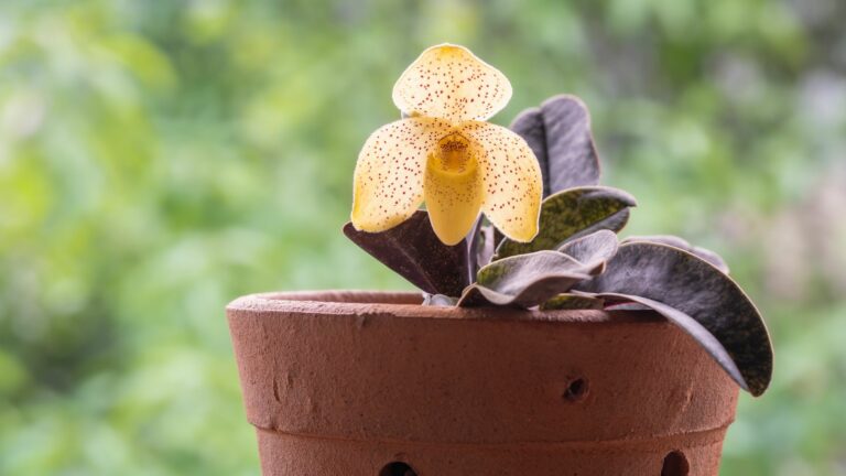 terrestrial orchid species