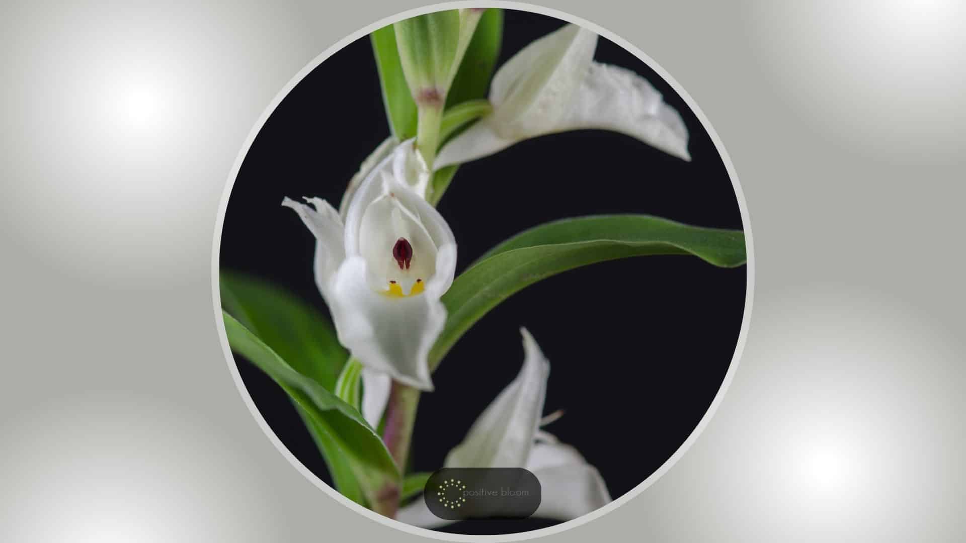 Terrestrial Orchid