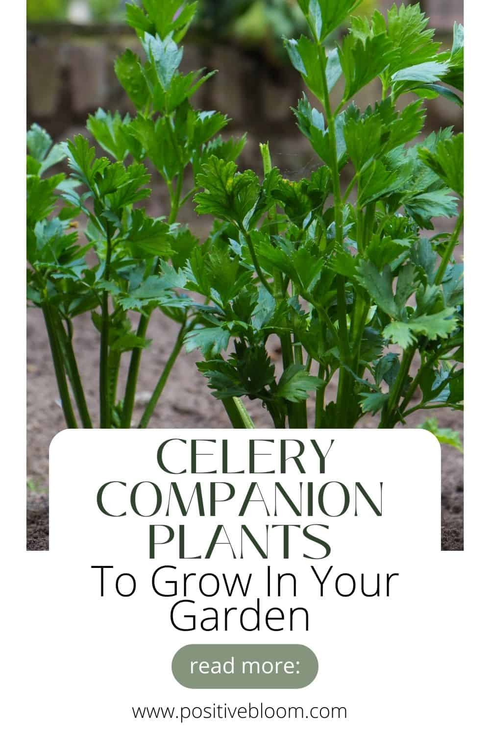 The Best Celery Companion Plants To Grow In Your Garden Pinterest
