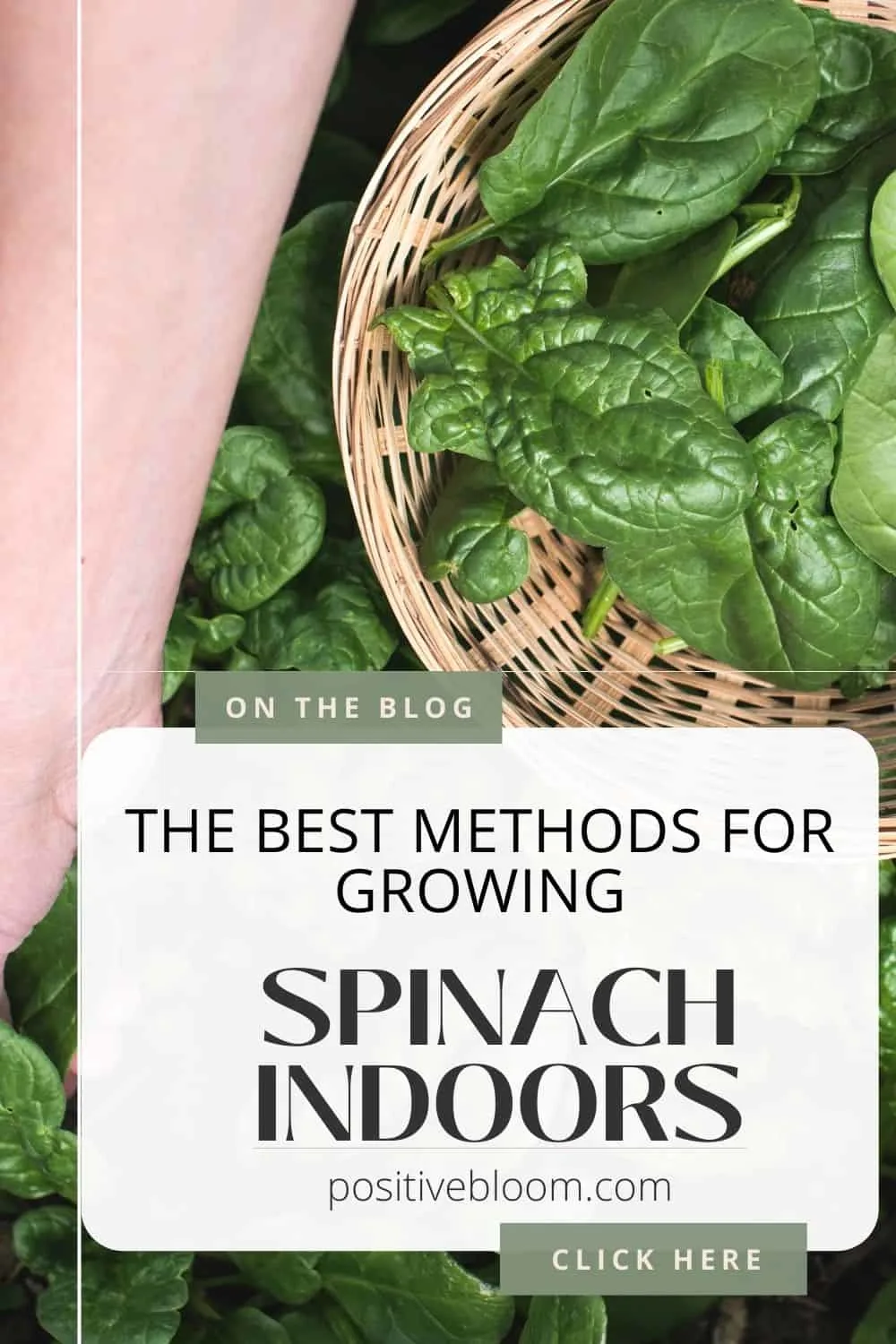 The Best Methods For Growing Spinach Indoors Pinterest