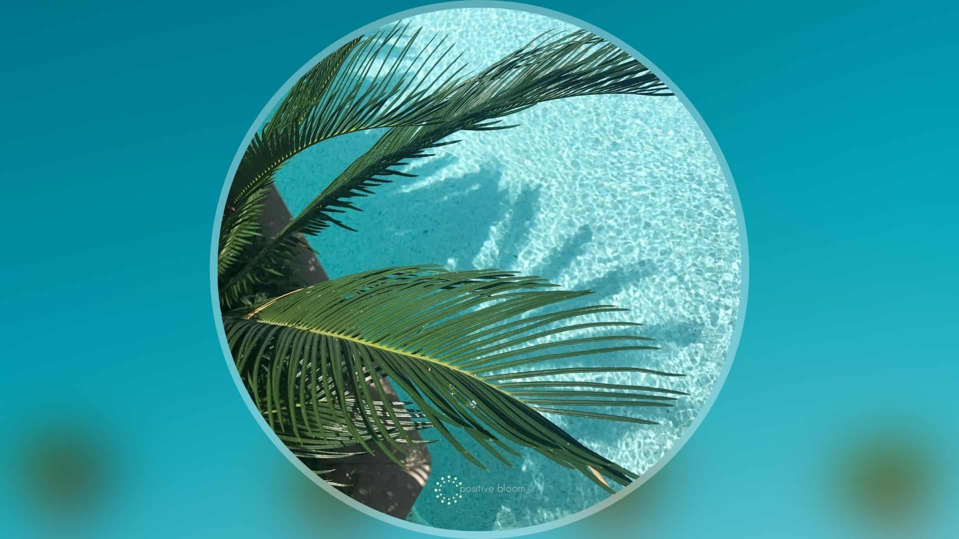 North Carolina Palm Trees