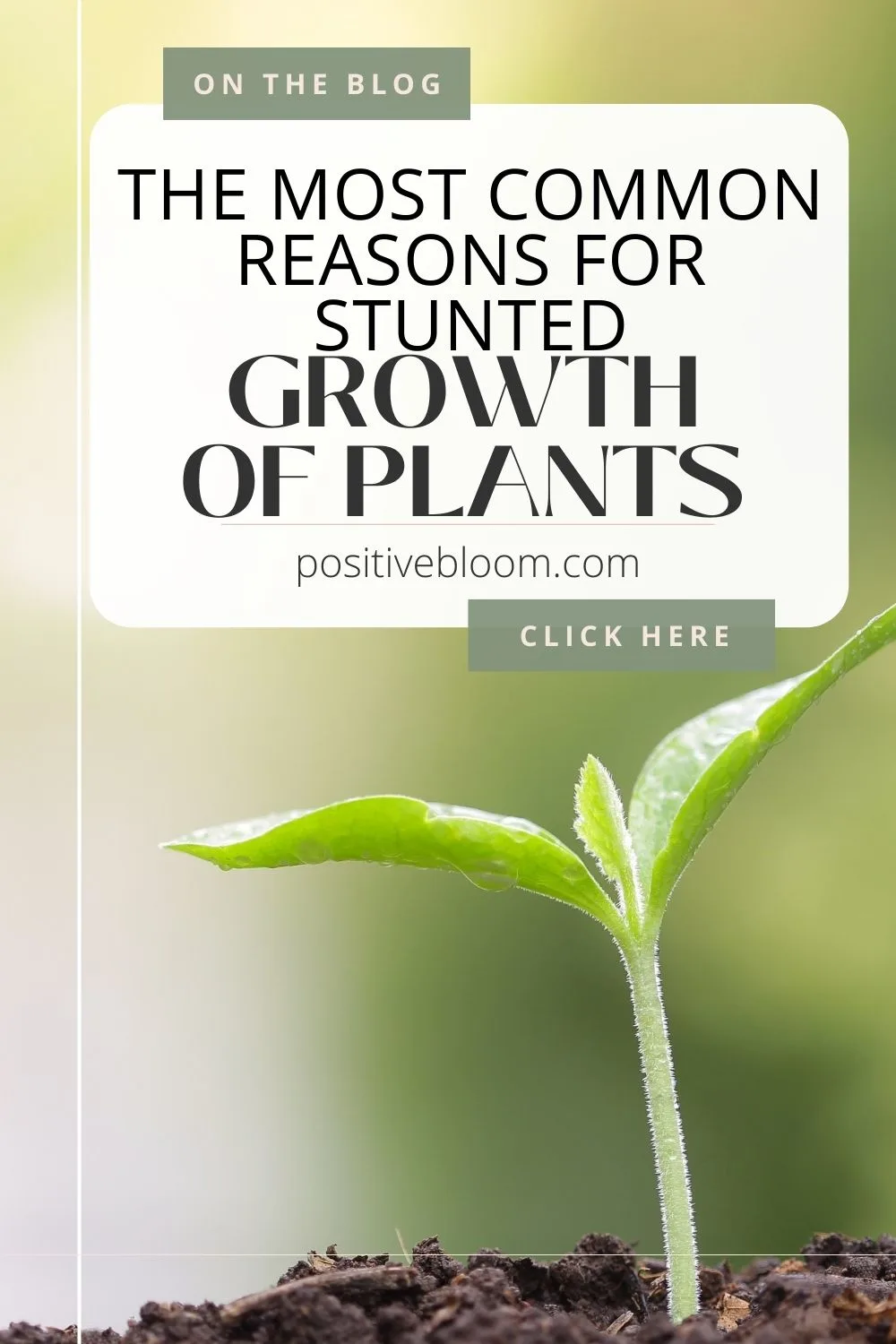 The Most Common Reasons For Stunted Growth Of Plants Pinterest