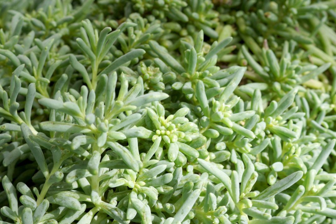 Meet 13 Eye-catching String Plants For Growing Indoors