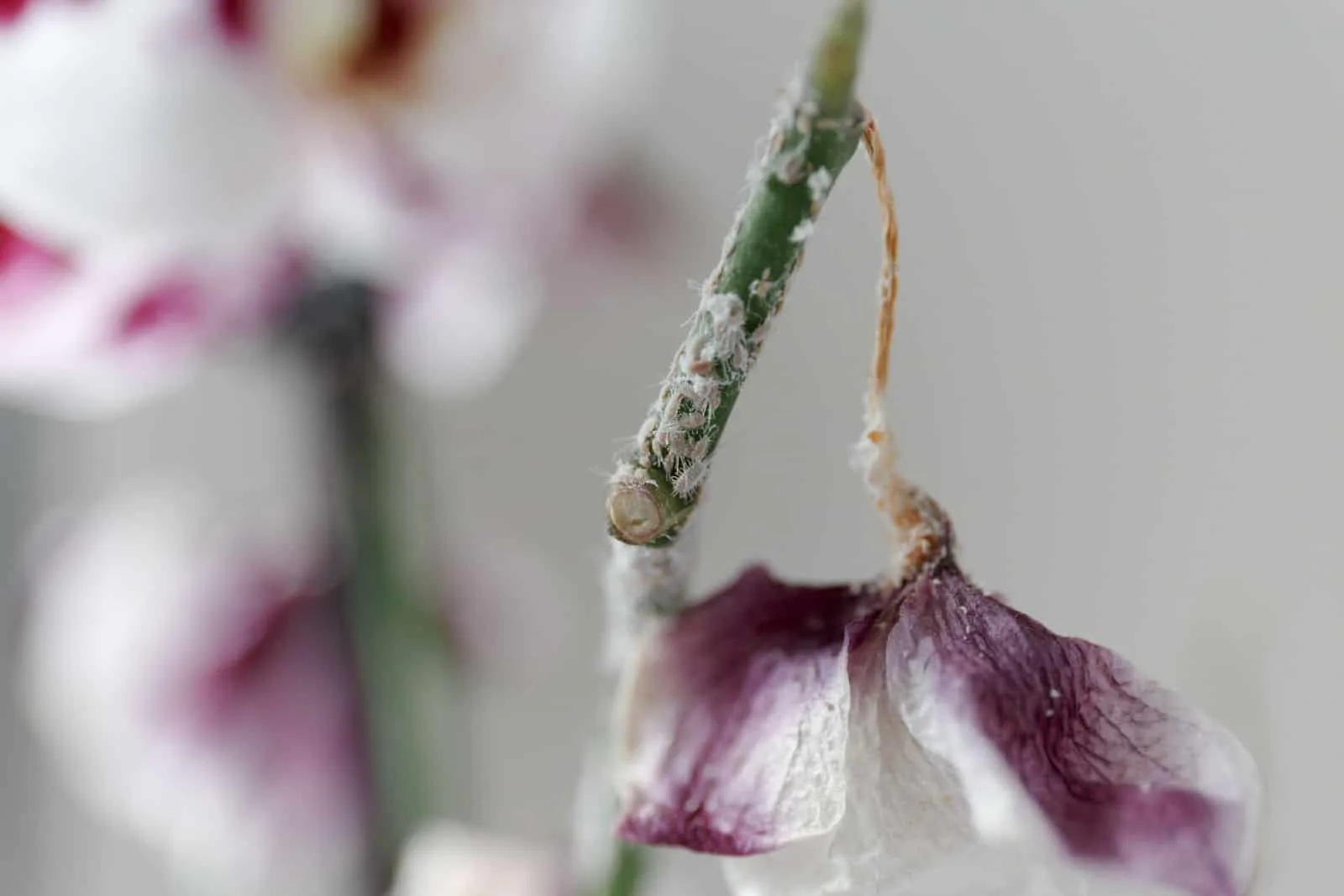 The mealybug that struck the phalaenopsis orchid. Dry dead purple flower.