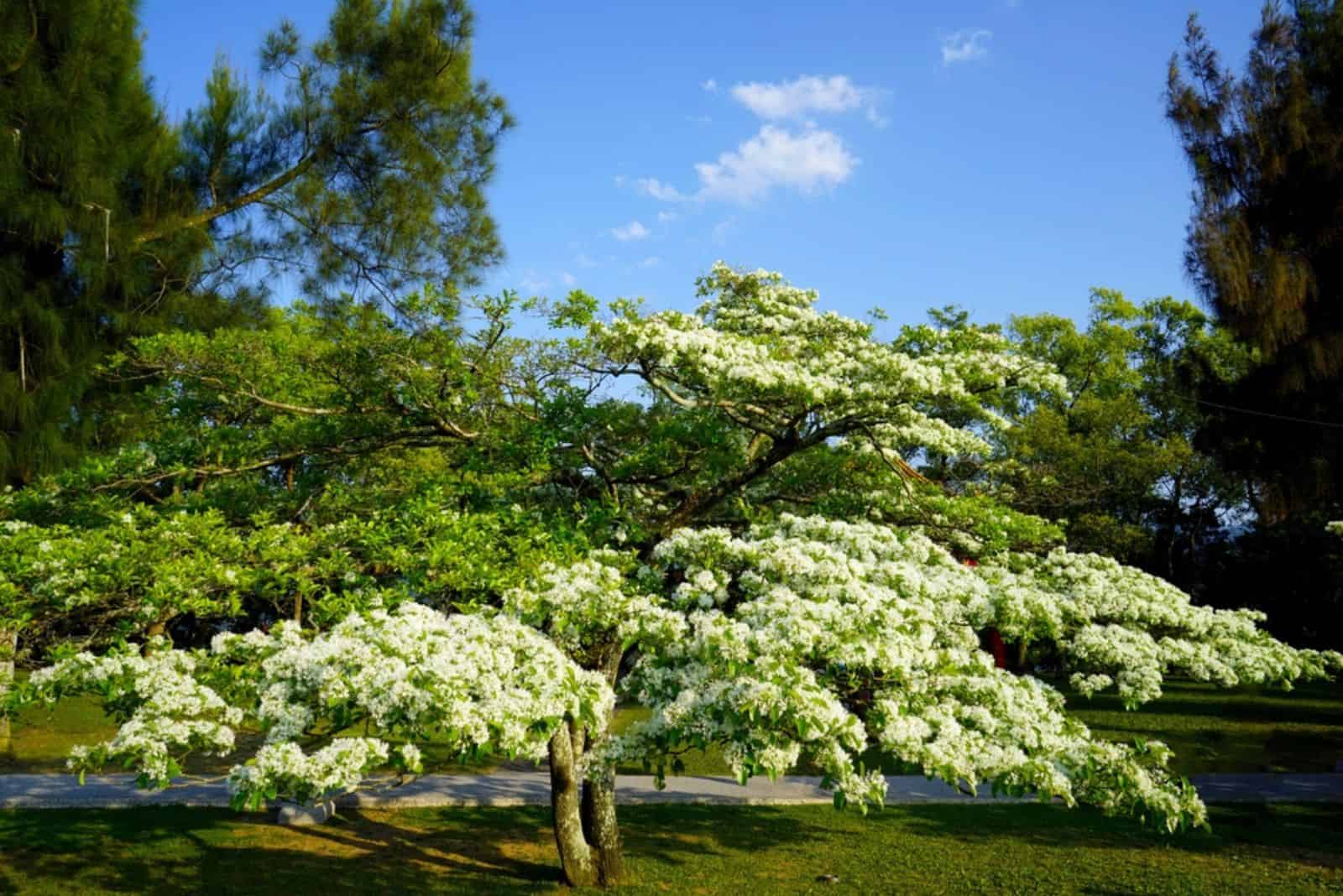 The white flowers of Chinese Fringe tree