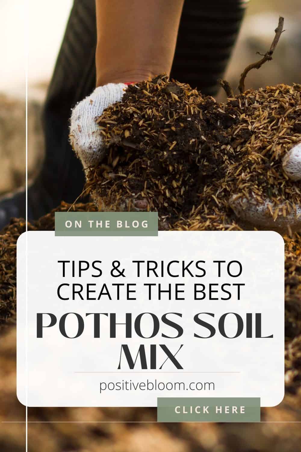 Tips & Tricks To Create The Best Pothos Soil Mix Pinterest