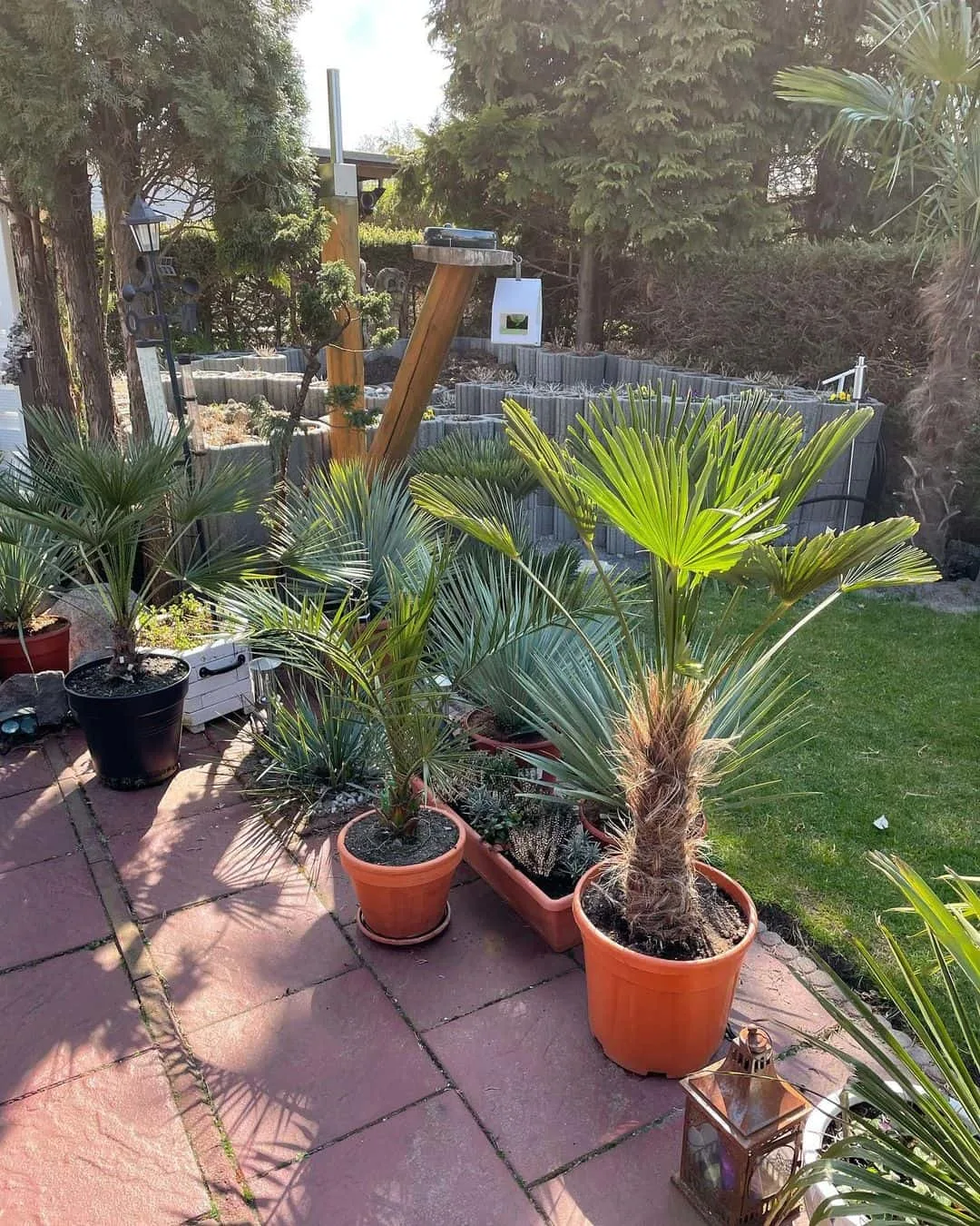Trachycarpus Wagnerianus in brown pots