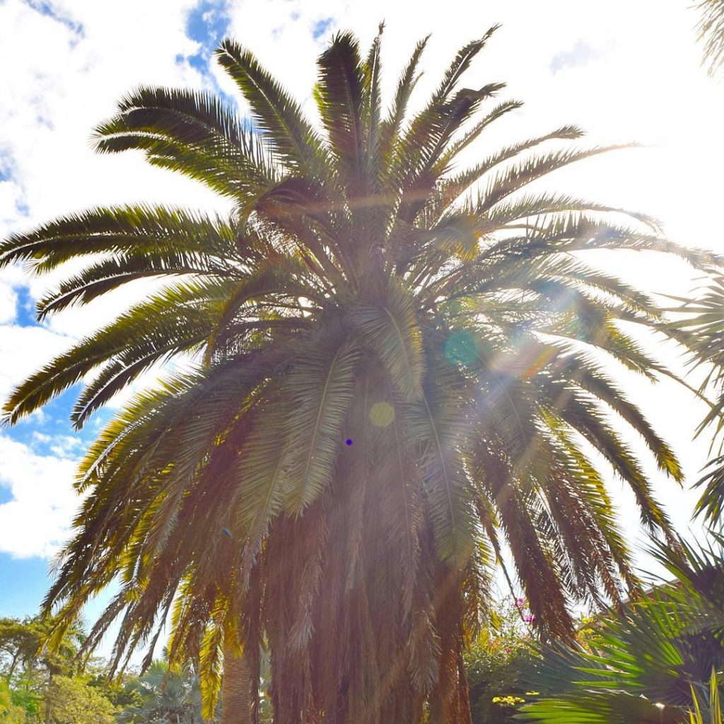 The Best North Carolina Palm Trees For Your Backyard