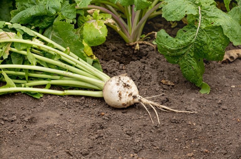 Turnips