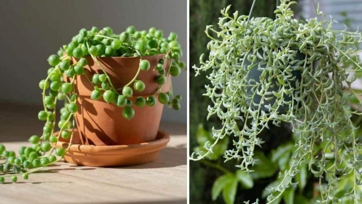 13 Eye-catching String Plants For Growing Indoors