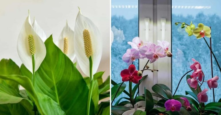 12 Beautiful & Easy To Grow Hydroponic Flowers