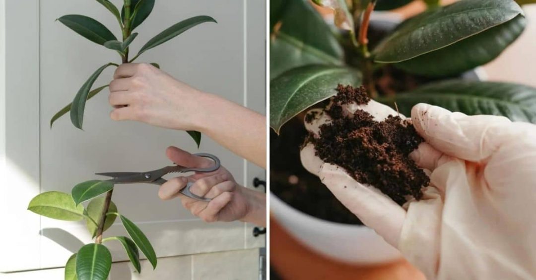 5 Top Growing Tips For How To Make A Rubber Plant Bushy