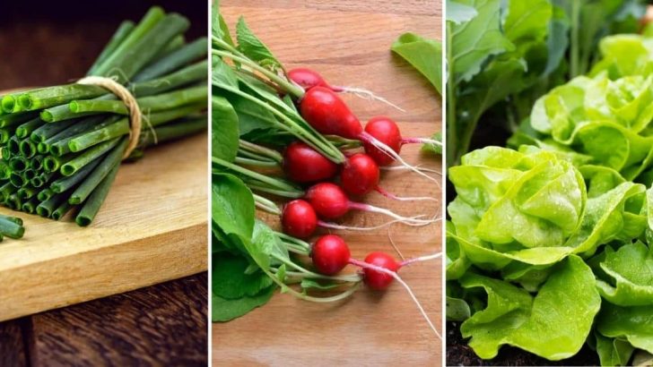 11 Hydroponic Vegetables That Are Easy To Grow