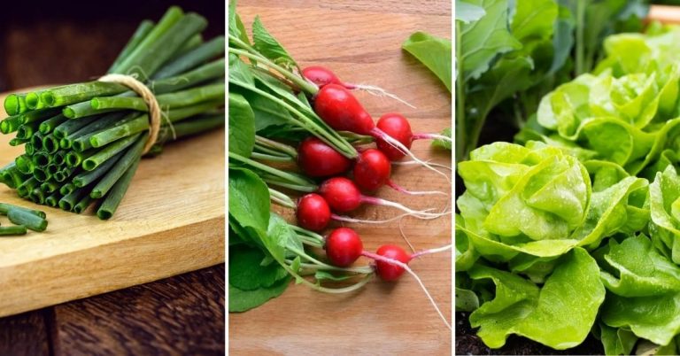 11 Hydroponic Vegetables That Are Easy To Grow