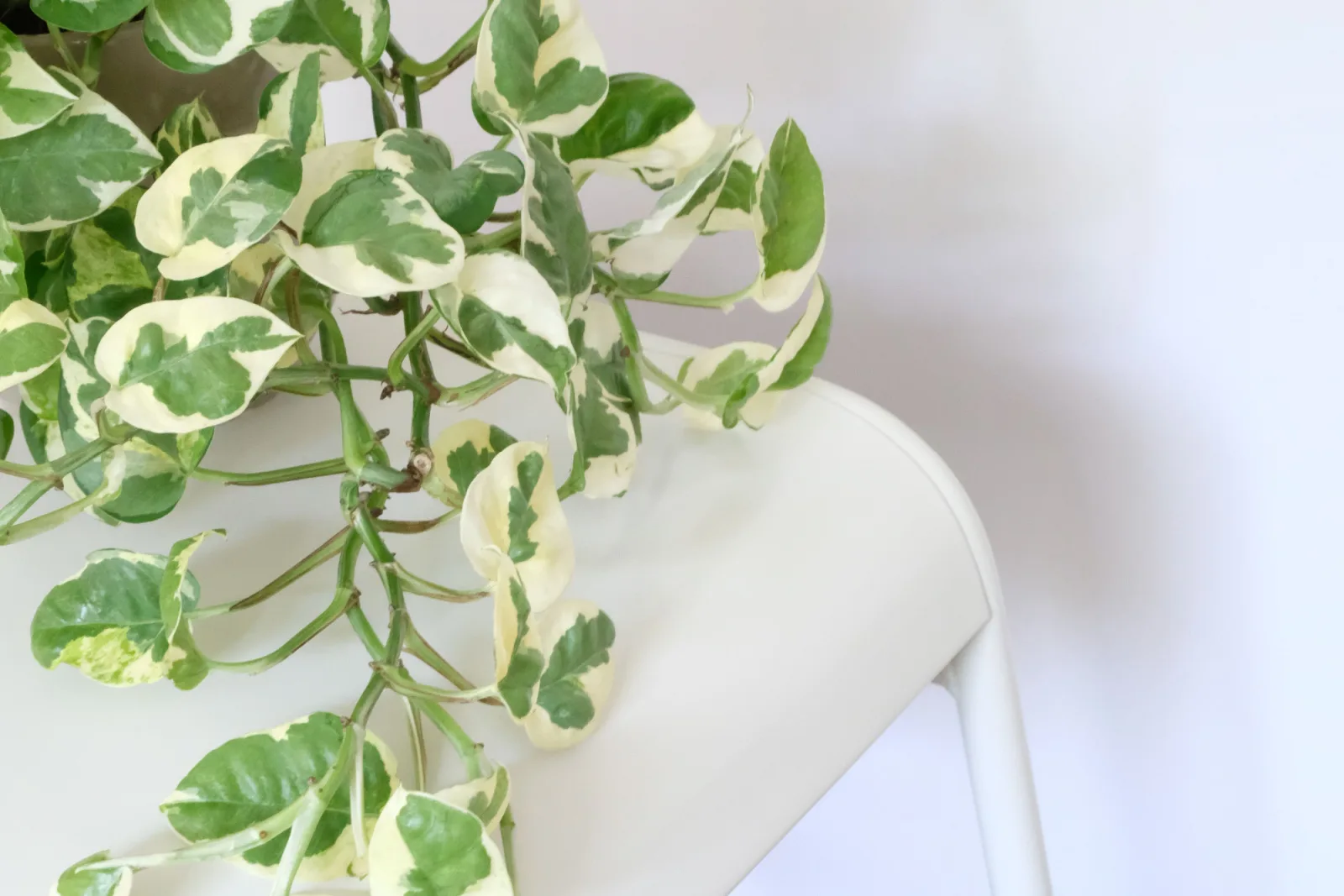 Variegated Pothos Njoy Creamy Green House Plant