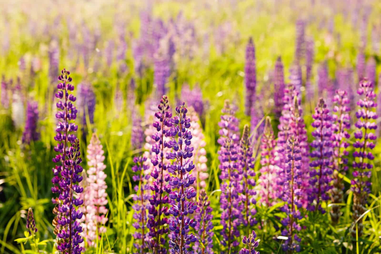Violet and pink lupin in meadow