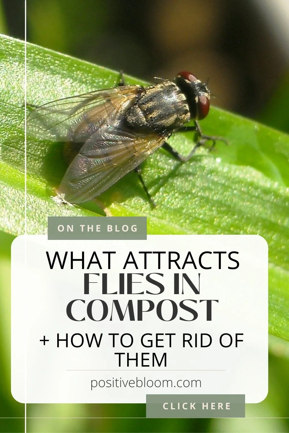 What Attracts Flies In Compost + How To Get Rid Of Them Pinterest