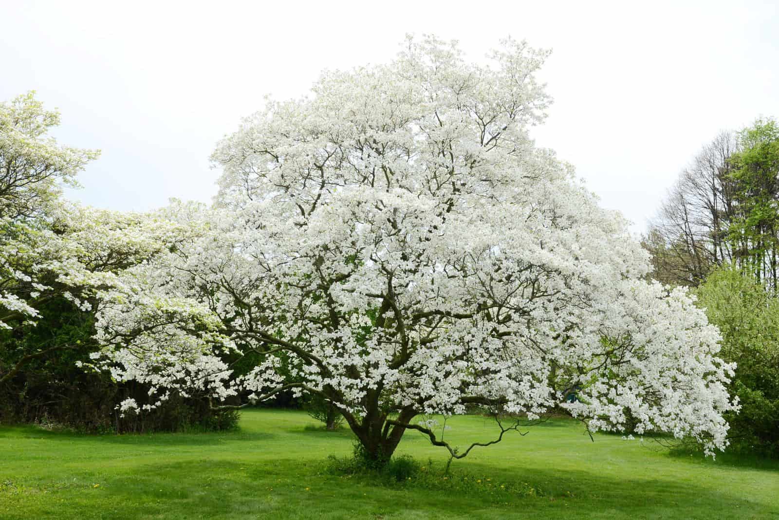 White Dogwood tree