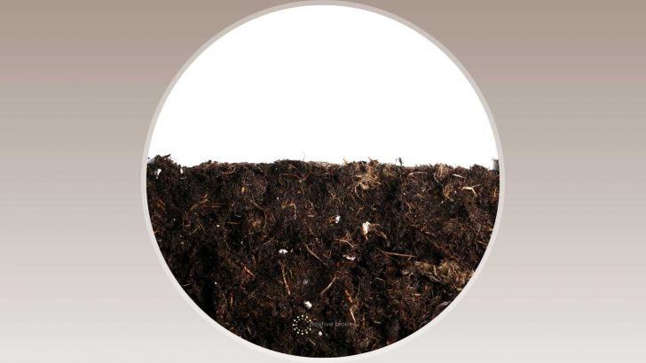 White Fungus Balls In Soil & How To Get Rid Of Them
