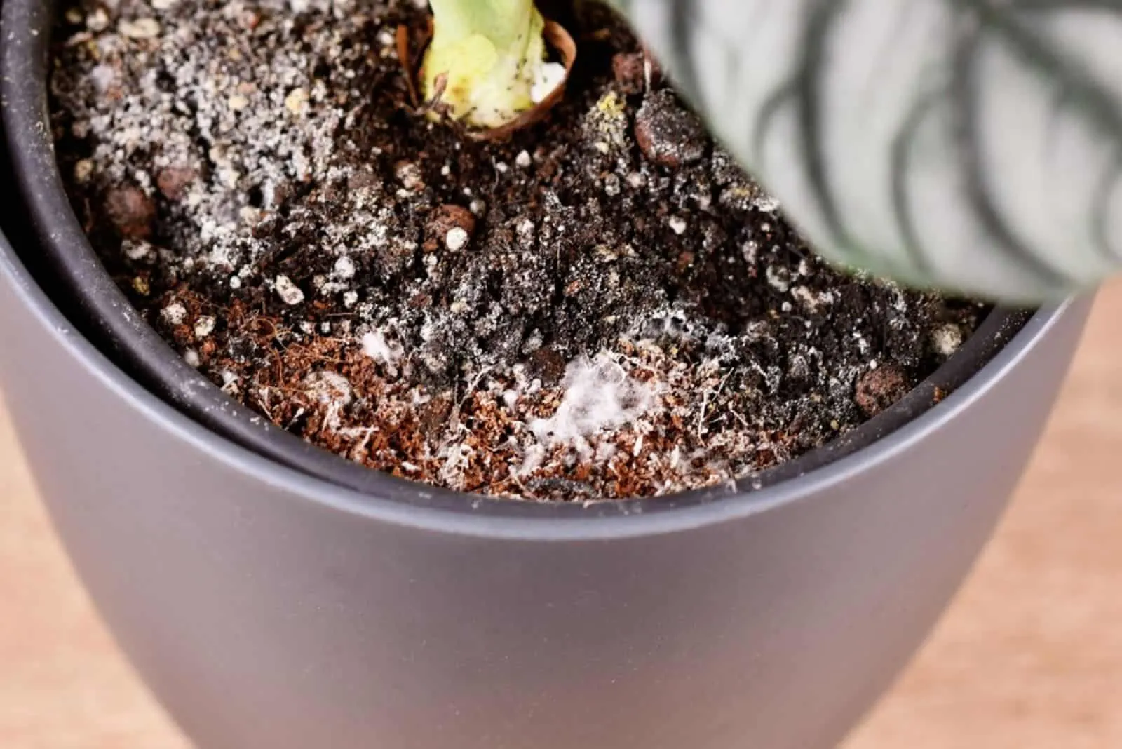 White mold in flower pot in houseplant soil