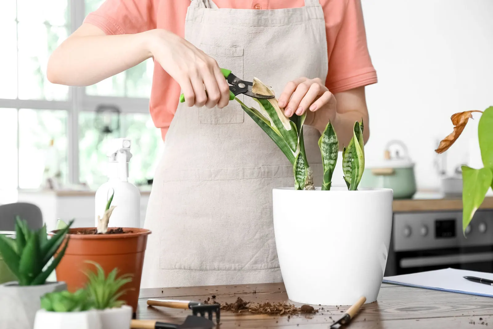 Woman cutting leaf of wilted houseplant at home