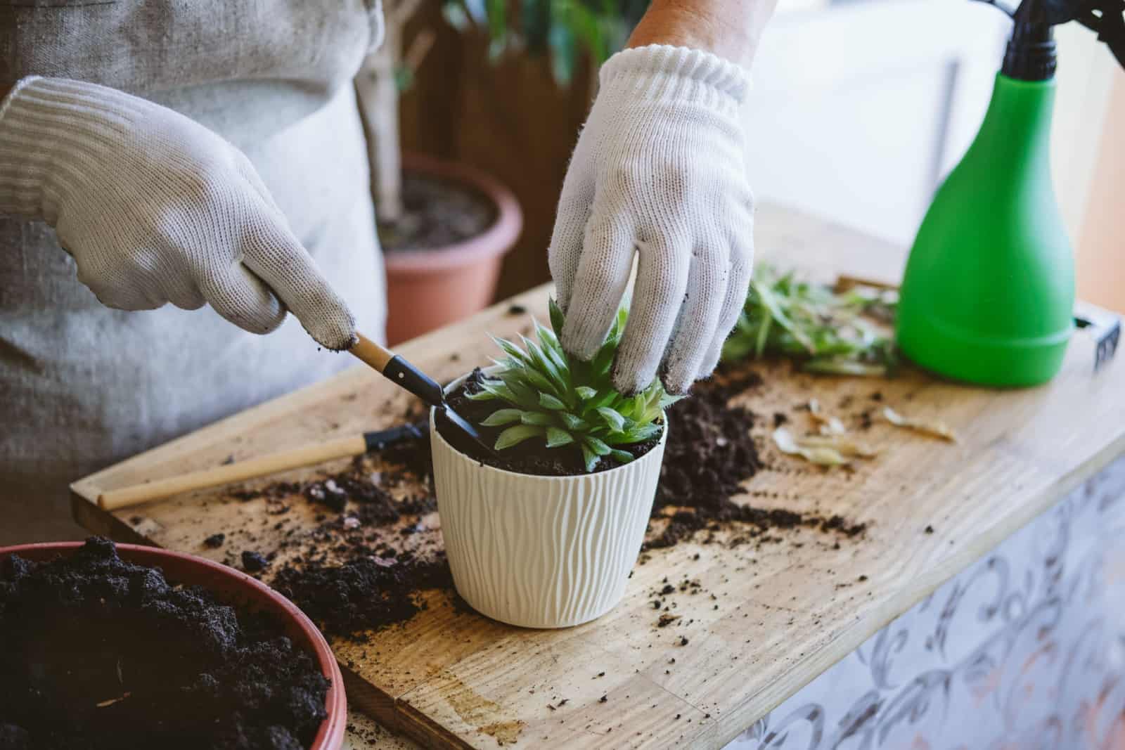 Woman gardeners hand transplanting cacti and succulents in pots on the wooden table