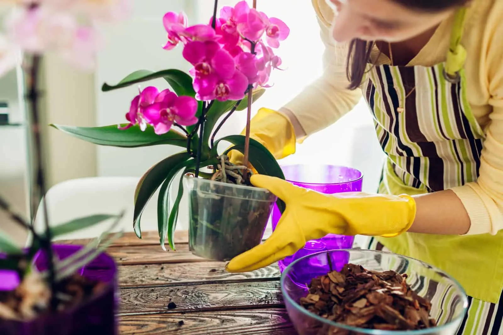 Woman transplanting orchid into another pot on kitchen.