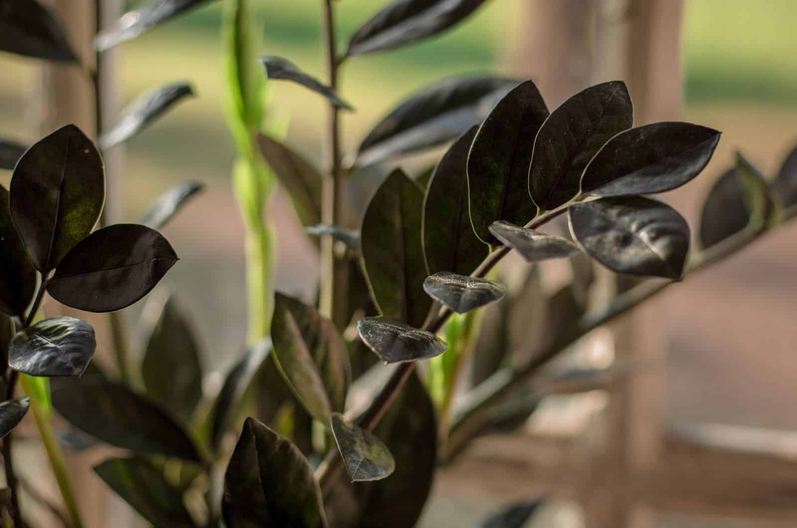  Zamioculcas Zamiifolia ‘Dowon’