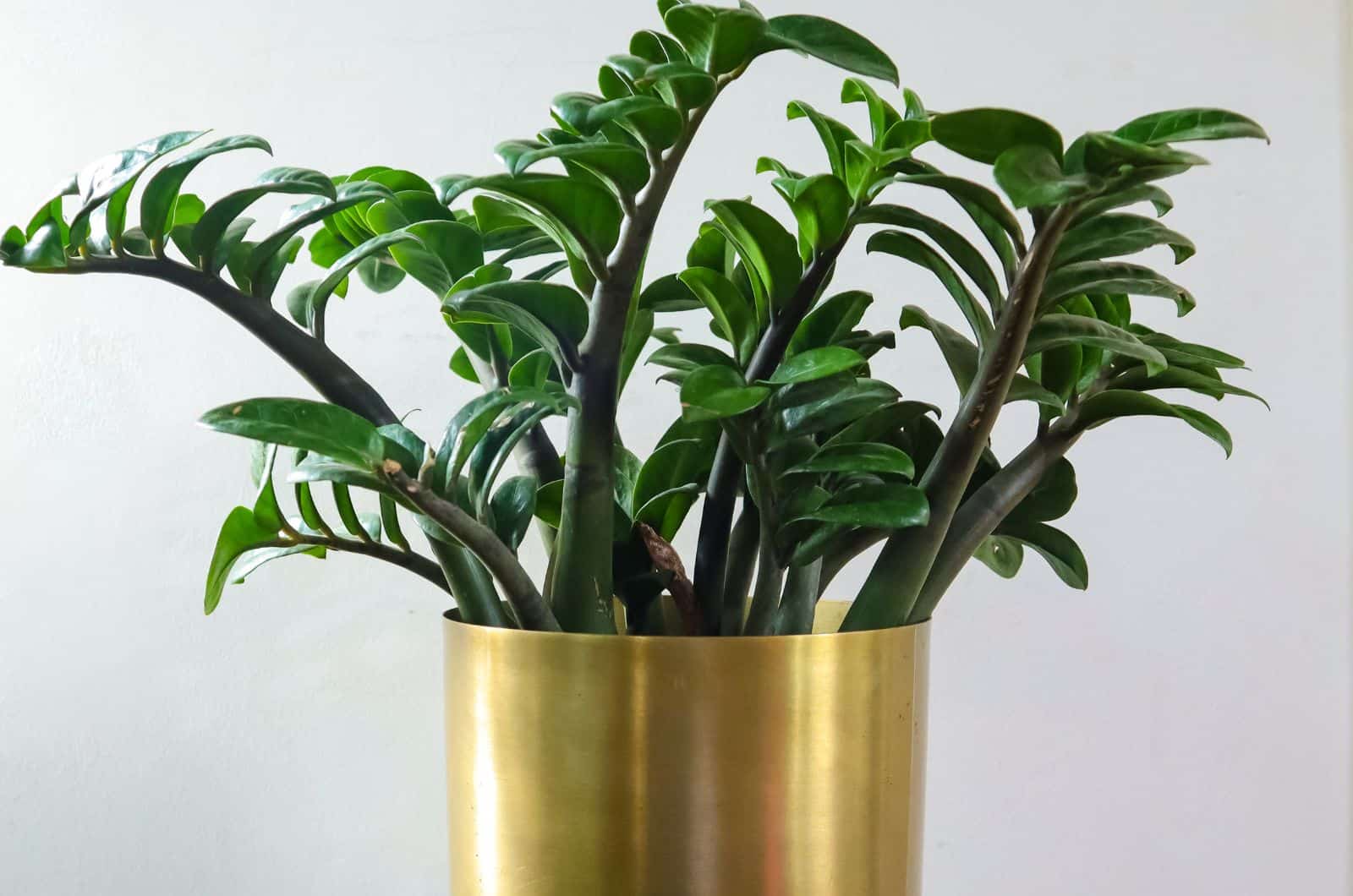 Zamioculcas Zamiifolia ‘Lucky Classic Plant’