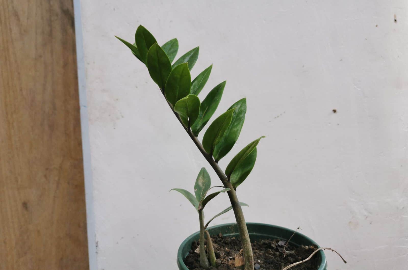 Zamioculcas Zamiifolia ‘Lucky Giant
