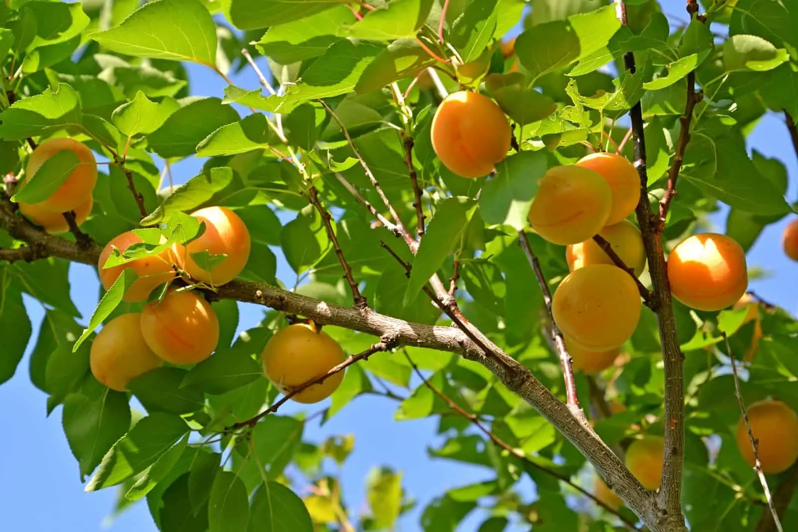 a beautiful apricot tree with fruits