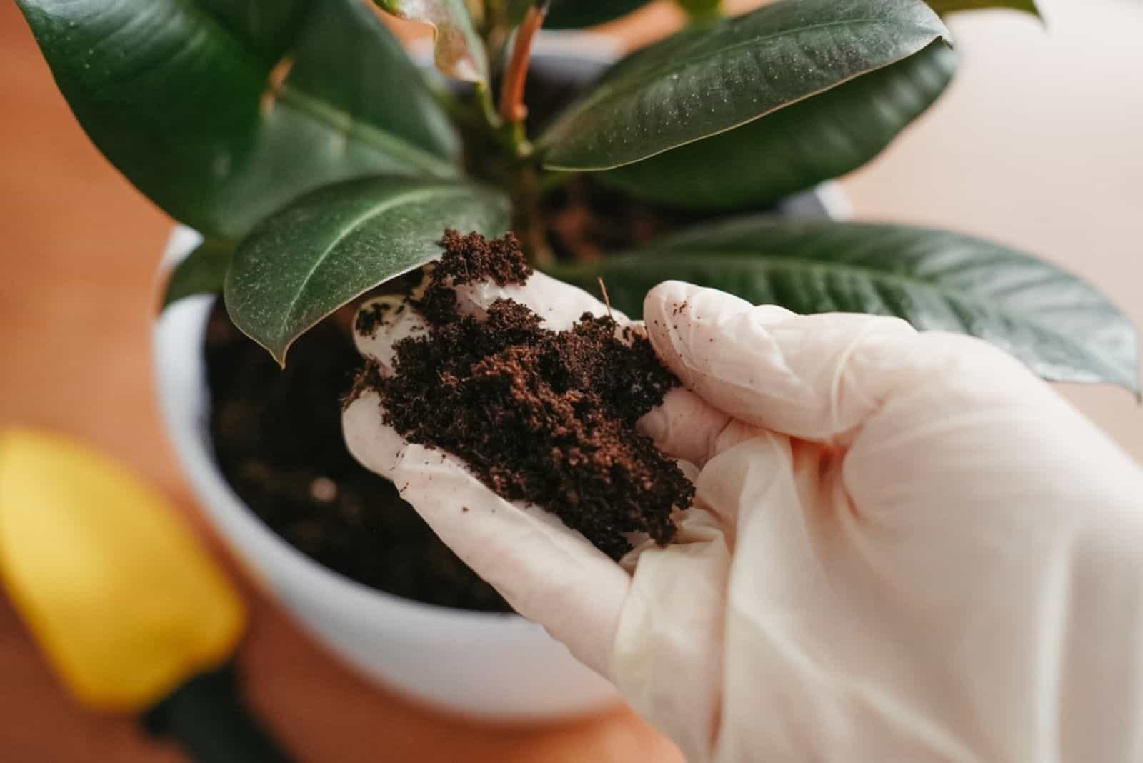 a woman with gloves transplants Rubber Plants