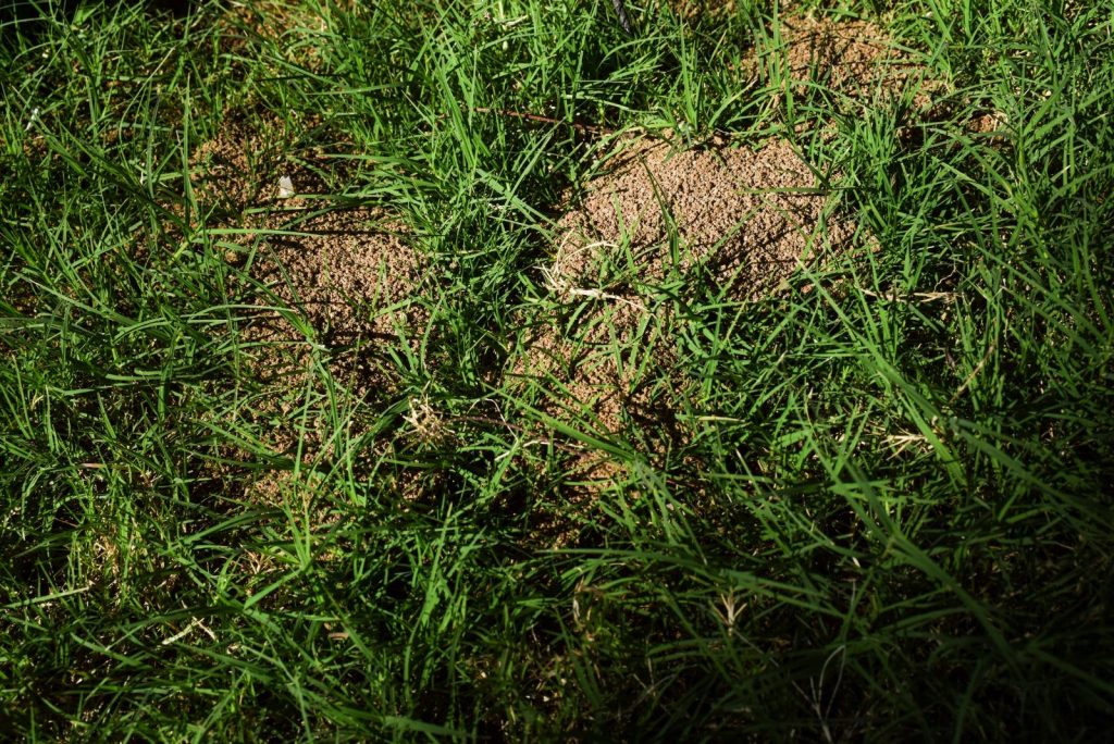Do Ants Eat Grass? + How To Remove Them Effectively