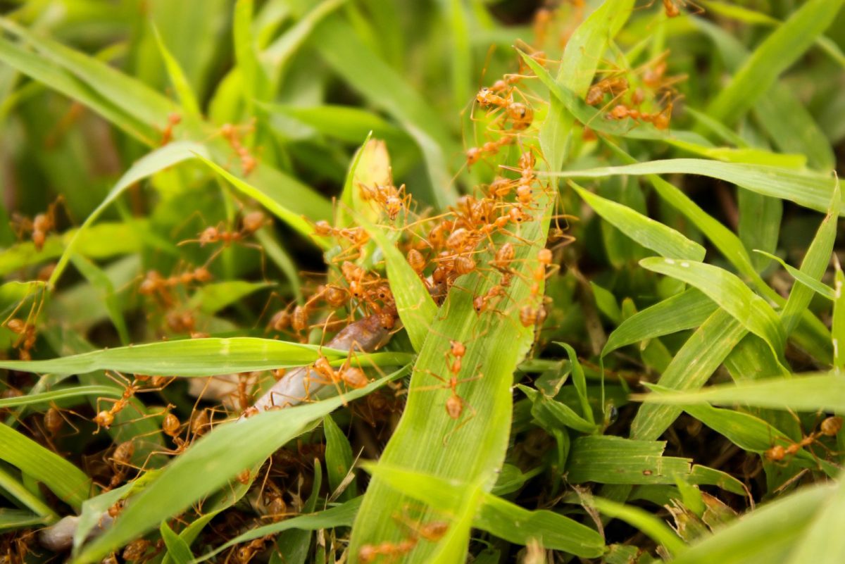 Do Ants Eat Grass? + How To Remove Them Effectively