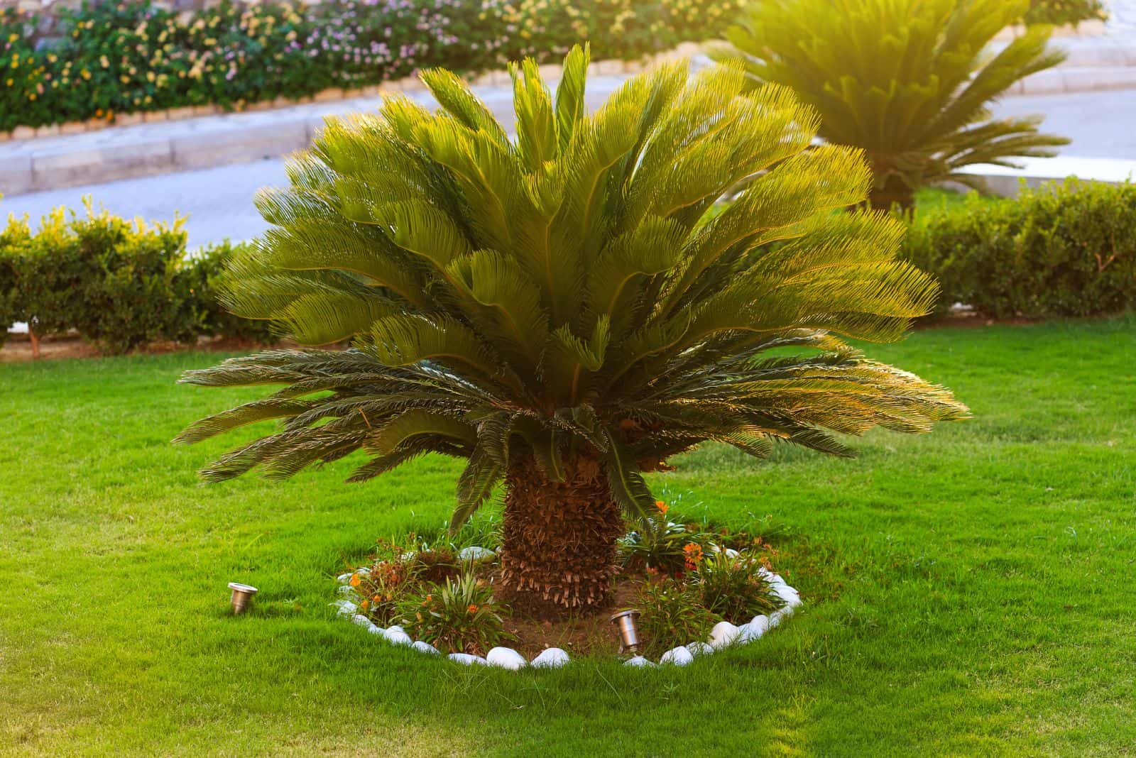 beautiful sago palm