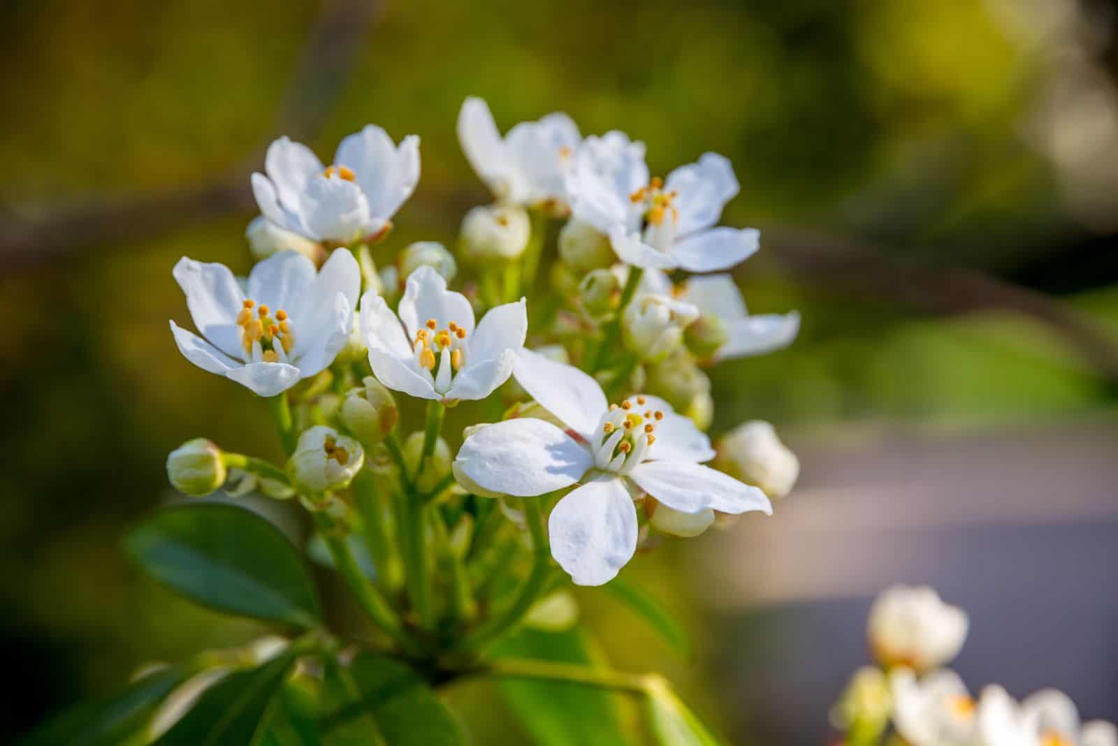beautiful white Choisy flowers