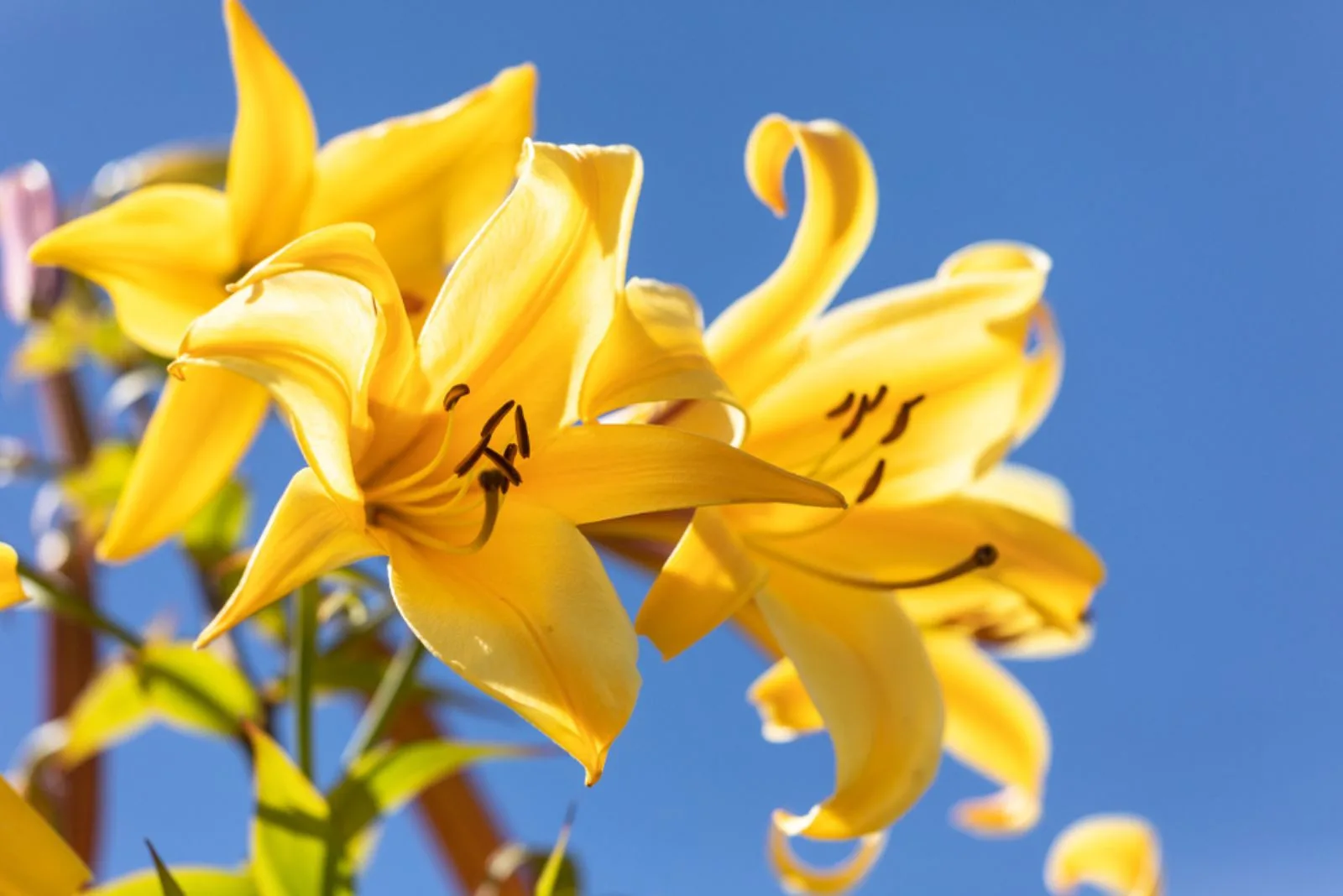 beautiful yellow lily Golden Splendour