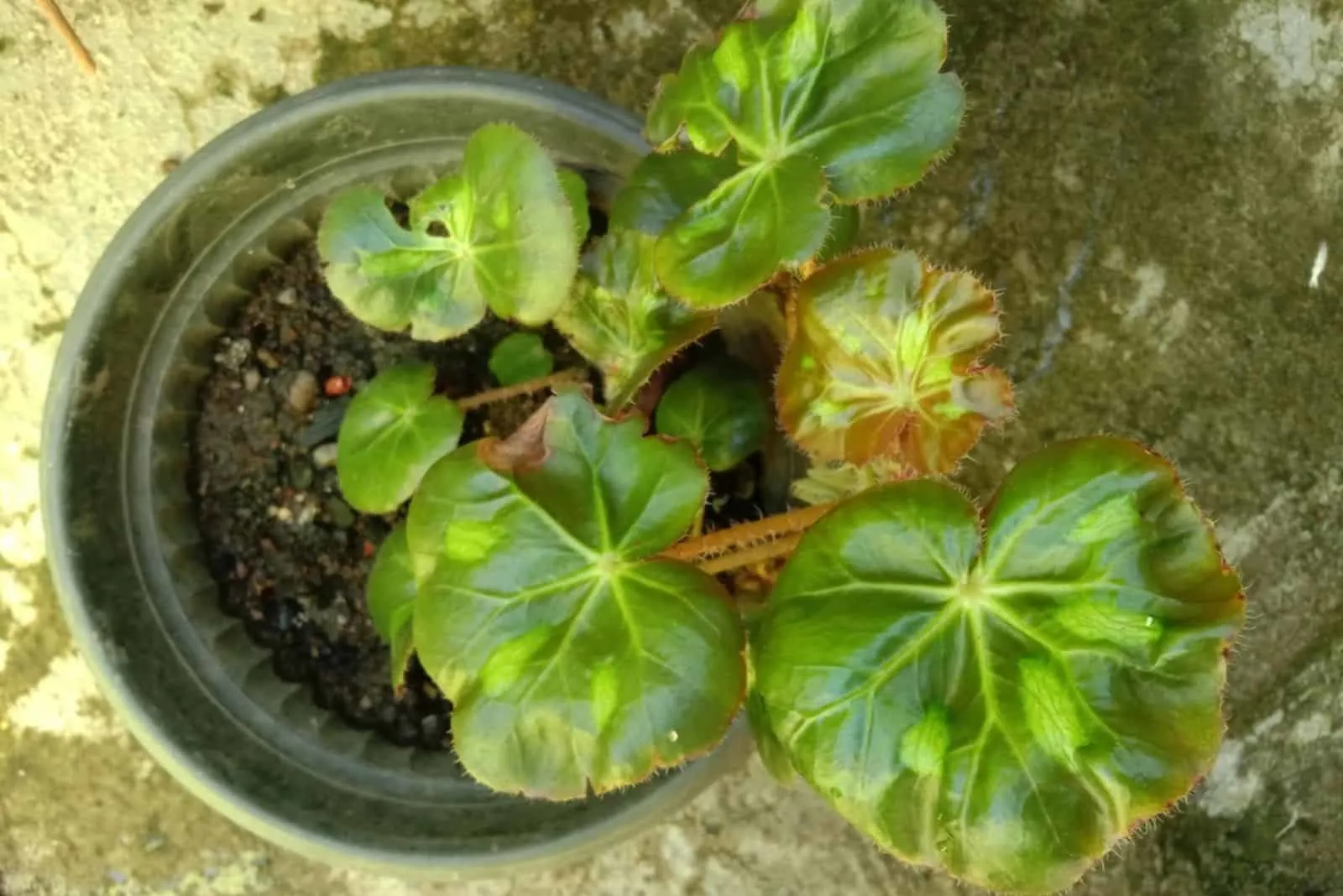 begonia ornamental plant in the pot