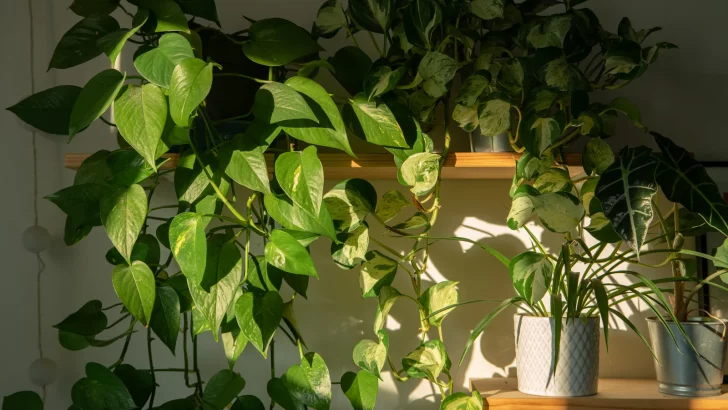 9 Helpful Tips For How To Make Pothos Grow Faster