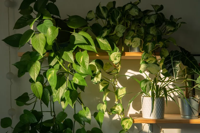 Follow These 9 Tips To Make Your Pothos Grow Faster