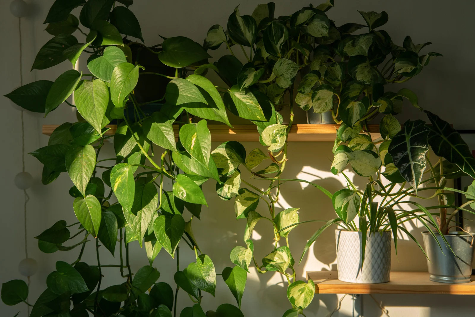 9 Helpful Tips For How To Make Pothos Grow Faster