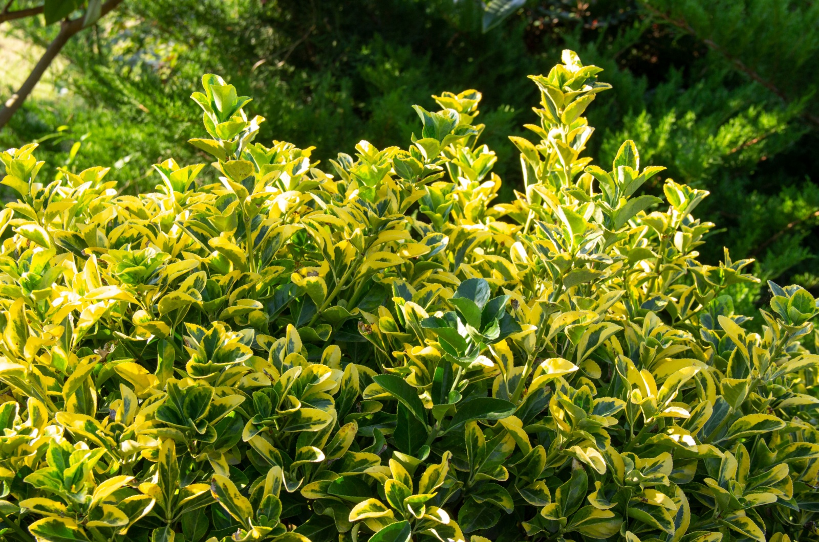 bush in garden