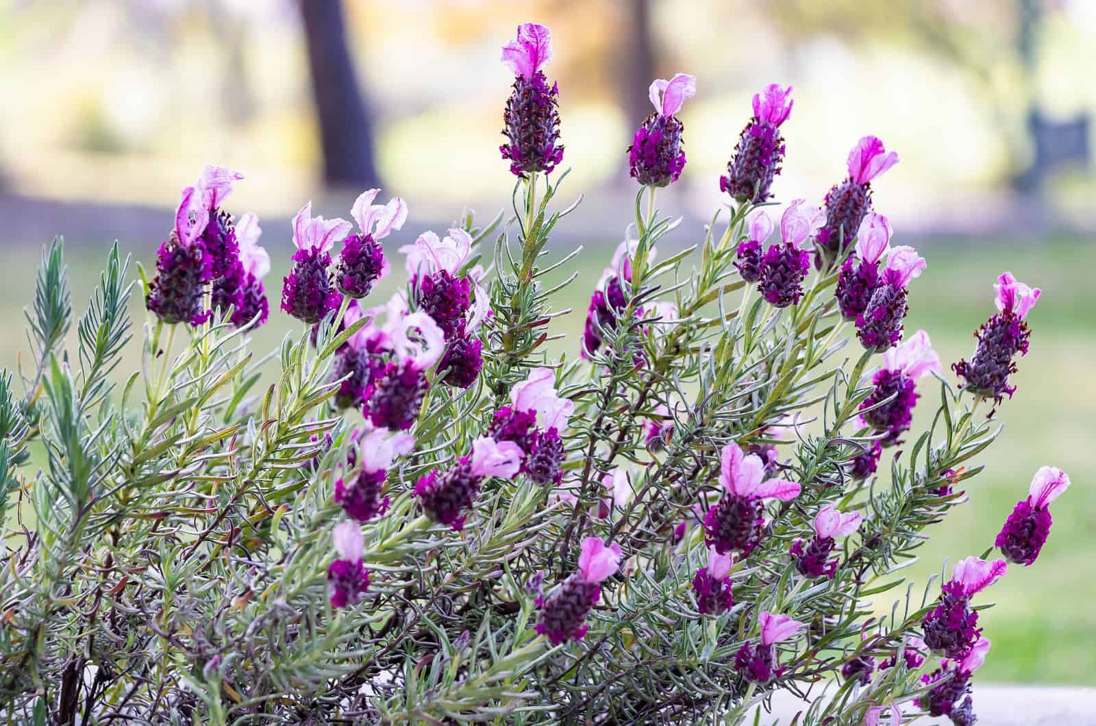 bush of Spanish Lavender