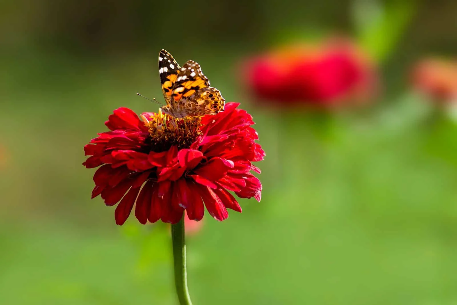 butterfly on Zinnia flower
