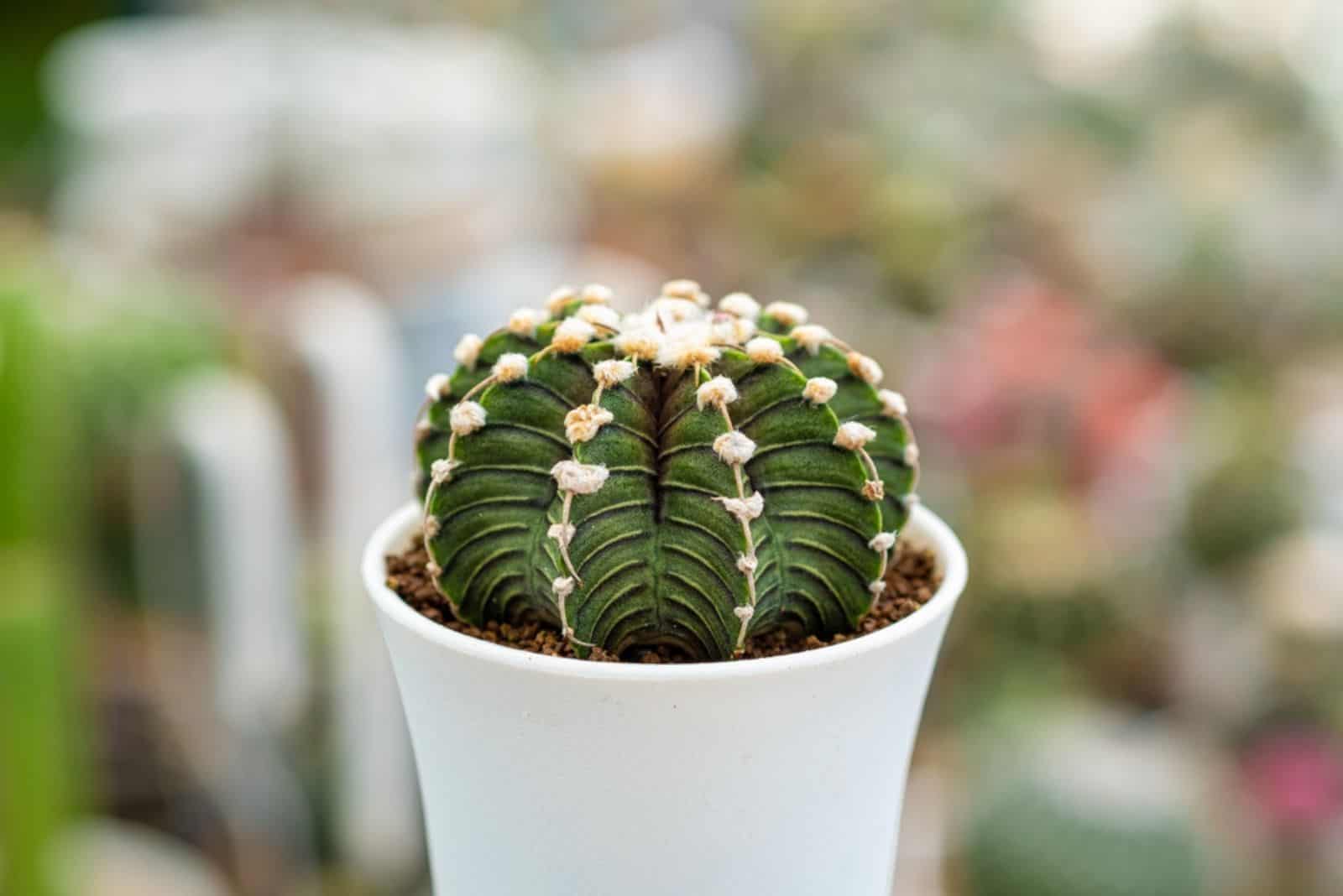 cactus in a white pot in the light