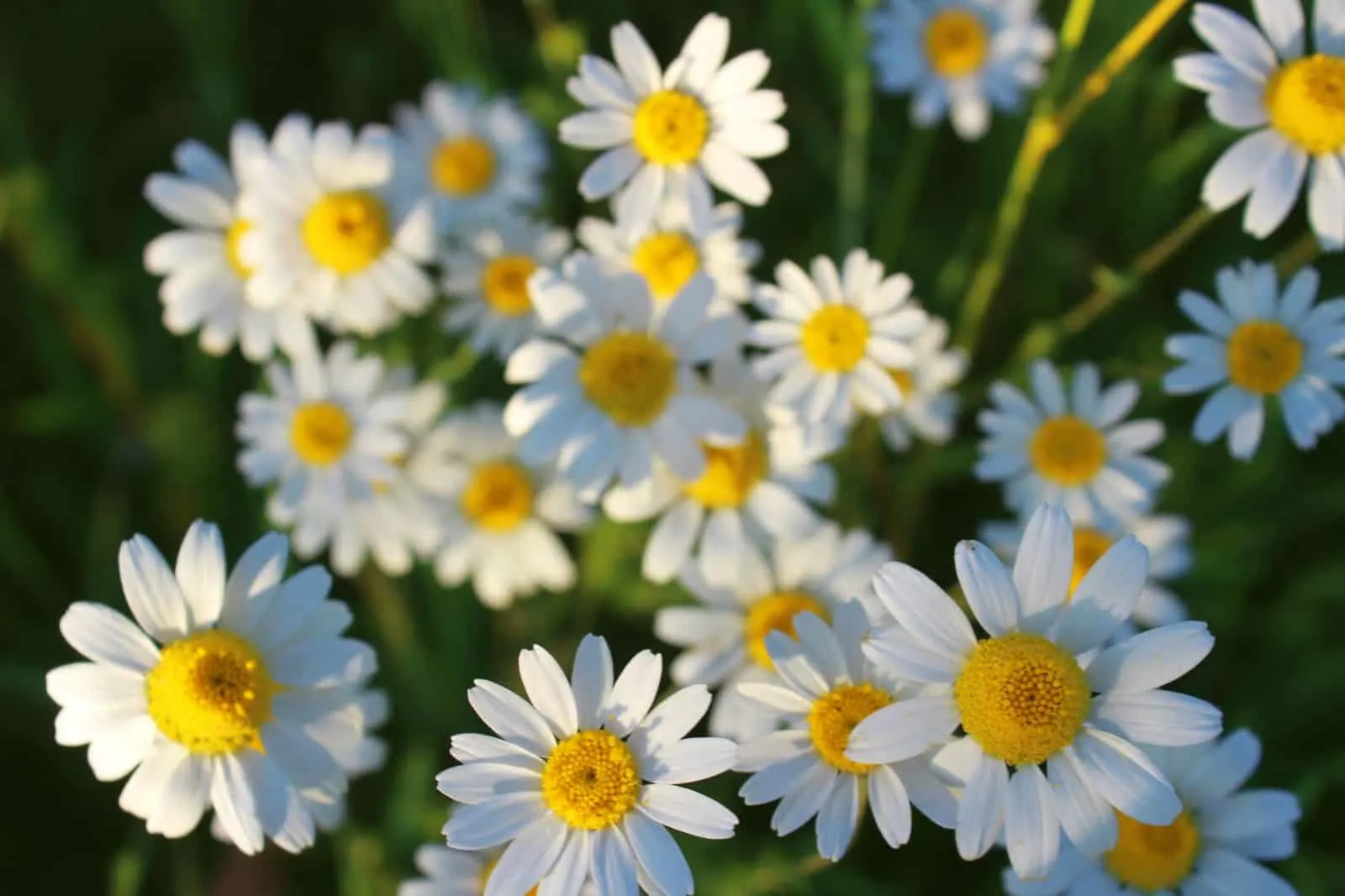 chamomile flowers with white petals