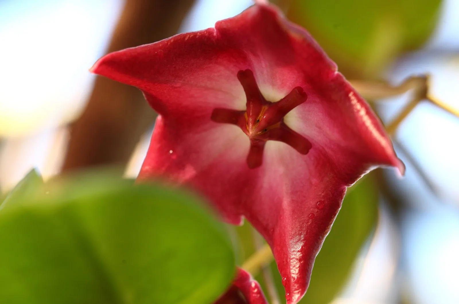 close shot of Hoya Macgillivrayi flower
